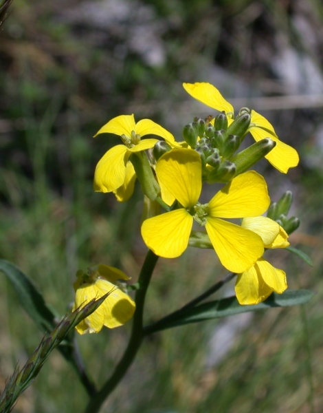 Pflanzenbild gross Schweizer Schöterich - Erysimum rhaeticum aggr.