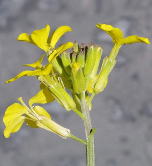 Pflanzenbild gross Schweizer Schöterich - Erysimum rhaeticum aggr.
