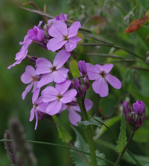 Pflanzenbild gross Gemeine Nachtviole - Hesperis matronalis