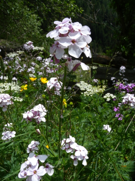 Pflanzenbild gross Gemeine Nachtviole - Hesperis matronalis