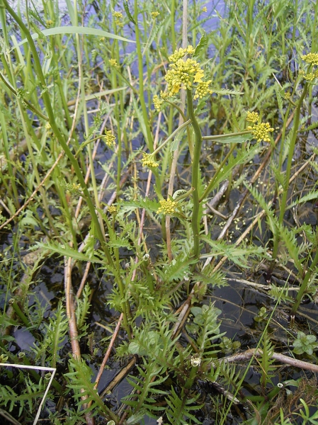 Pflanzenbild gross Wasser-Sumpfkresse - Rorippa amphibia