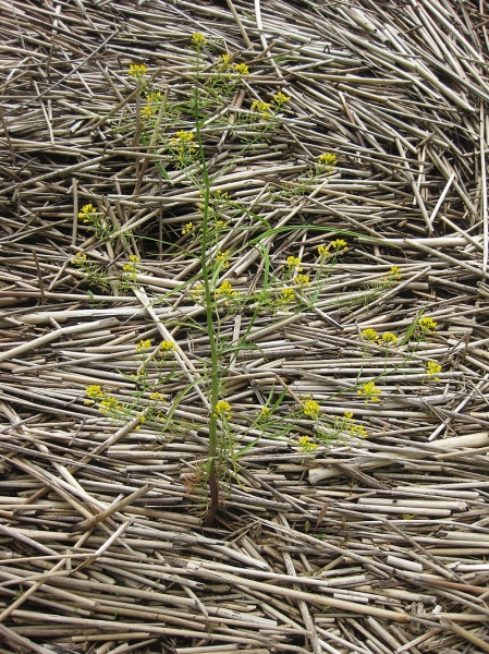 Pflanzenbild gross Wasser-Sumpfkresse - Rorippa amphibia