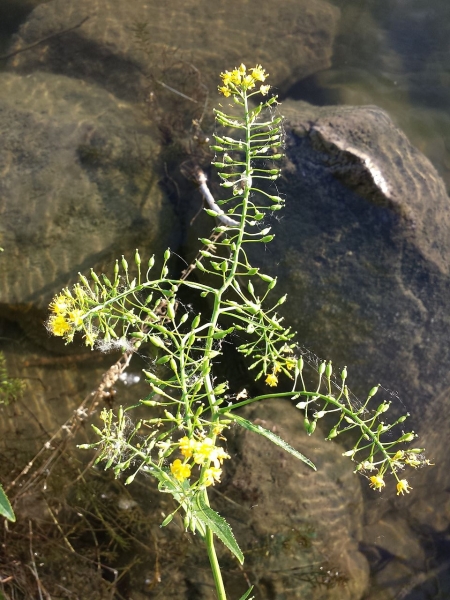 Pflanzenbild gross Wasser-Sumpfkresse - Rorippa amphibia