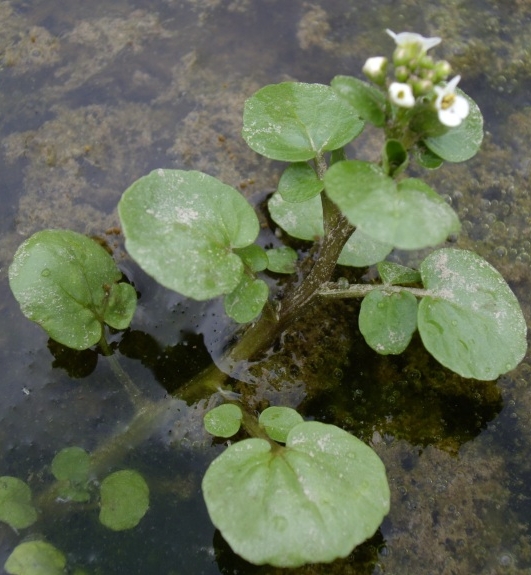 Pflanzenbild gross Echte Brunnenkresse - Nasturtium officinale