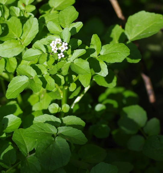 Pflanzenbild gross Echte Brunnenkresse - Nasturtium officinale