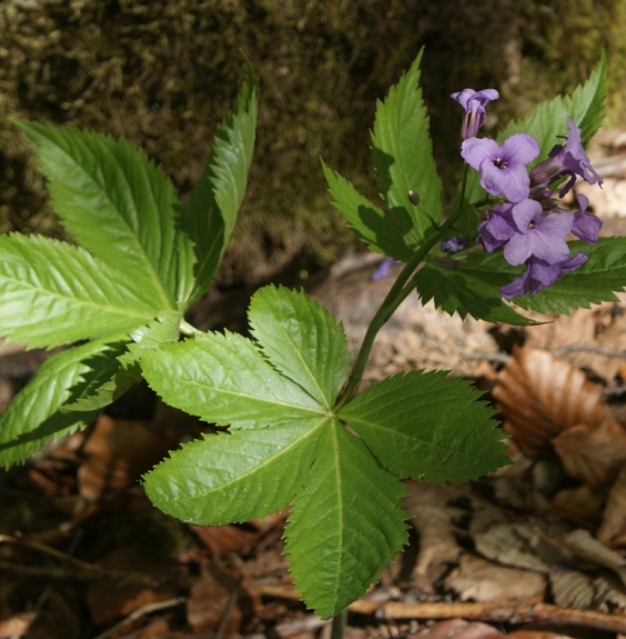 Pflanzenbild gross Fingerblättrige Zahnwurz - Cardamine pentaphyllos