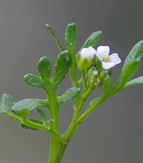 Pflanzenbild gross Resedablättriges Schaumkraut - Cardamine resedifolia