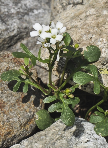 Pflanzenbild gross Resedablättriges Schaumkraut - Cardamine resedifolia