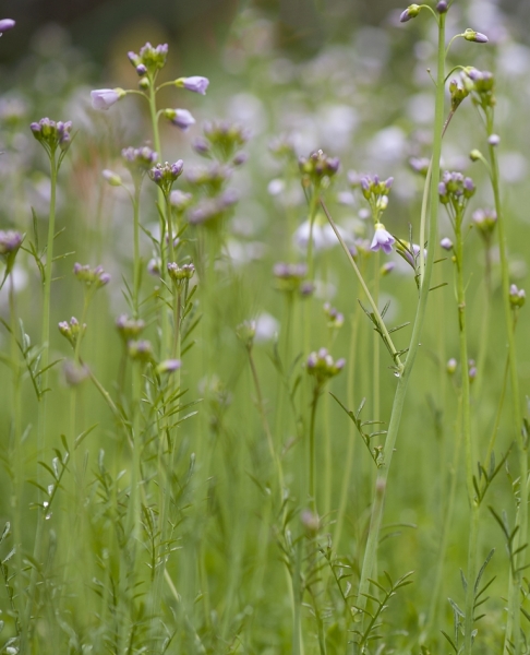 Pflanzenbild gross Gewöhnliches Wiesen-Schaumkraut - Cardamine pratensis