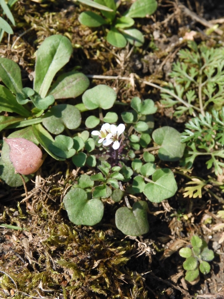Pflanzenbild gross Vielstängeliges Schaumkraut - Cardamine hirsuta