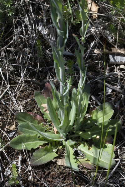 Pflanzenbild gross Turmkraut - Turritis glabra