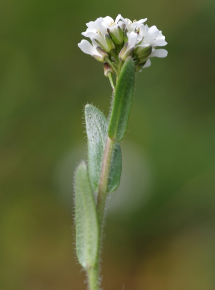 Pflanzenbild gross Gewöhnliche Rauhaar-Gänsekresse - Arabis hirsuta