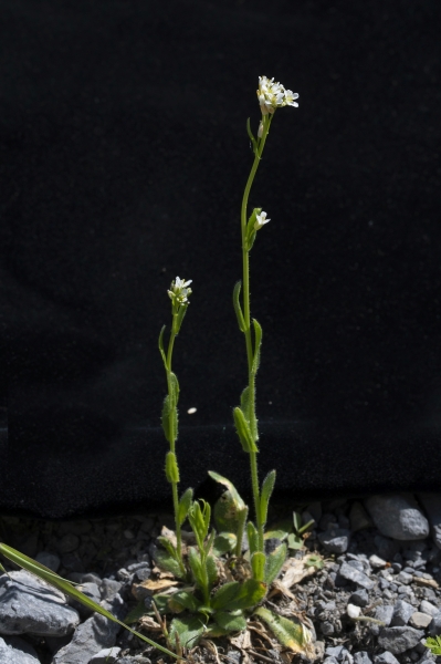 Pflanzenbild gross Bewimperte Gänsekresse - Arabis ciliata