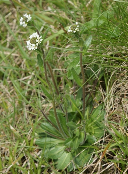 Pflanzenbild gross Bewimperte Gänsekresse - Arabis ciliata