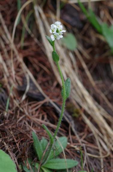 Pflanzenbild gross Bewimperte Gänsekresse - Arabis ciliata