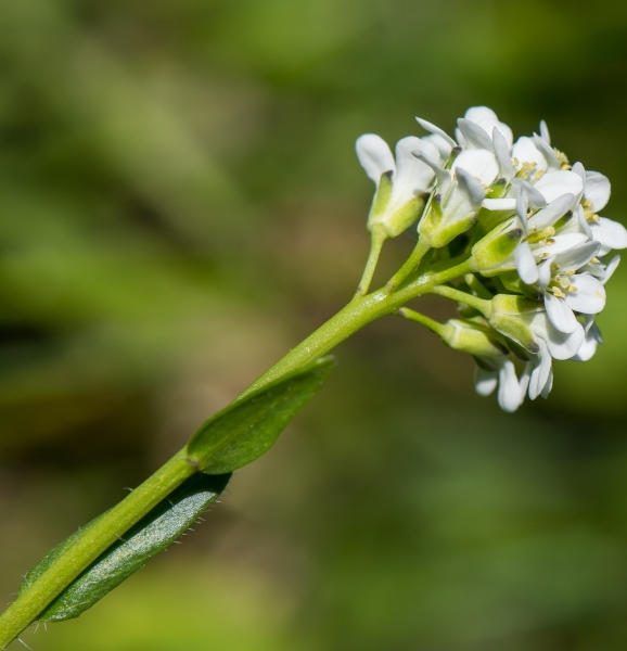 Pflanzenbild gross Bewimperte Gänsekresse - Arabis ciliata