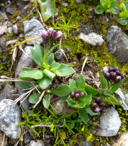 Pflanzenbild gross Bläuliche Gänsekresse - Arabis caerulea
