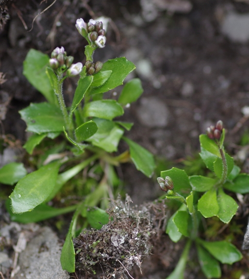Pflanzenbild gross Bläuliche Gänsekresse - Arabis caerulea