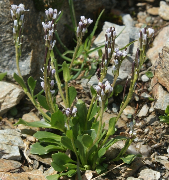 Pflanzenbild gross Bläuliche Gänsekresse - Arabis caerulea