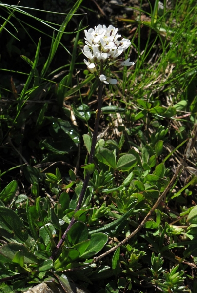 Pflanzenbild gross Bach-Gänsekresse - Arabis subcoriacea