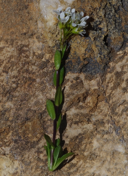 Pflanzenbild gross Bach-Gänsekresse - Arabis subcoriacea