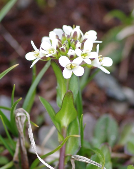 Pflanzenbild gross Bach-Gänsekresse - Arabis subcoriacea