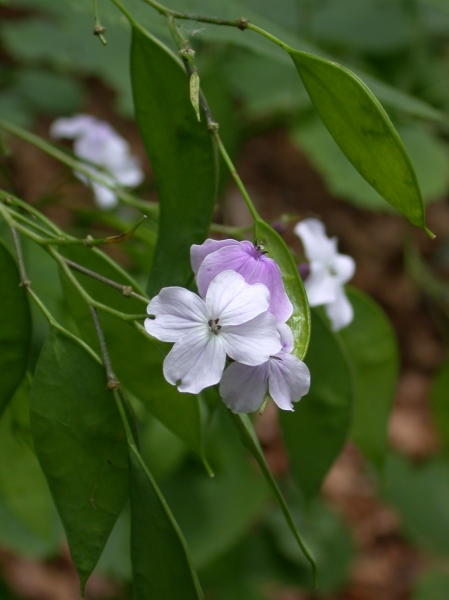 Pflanzenbild gross Wilde Mondviole - Lunaria rediviva