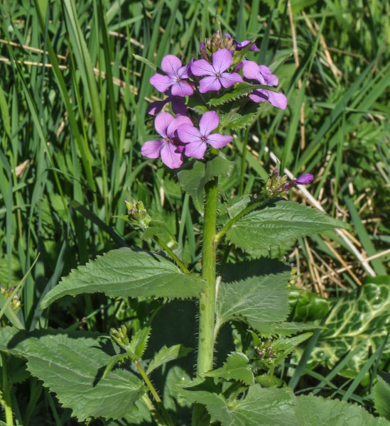 Pflanzenbild gross Garten-Mondviole - Lunaria annua