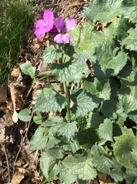 Pflanzenbild gross Garten-Mondviole - Lunaria annua