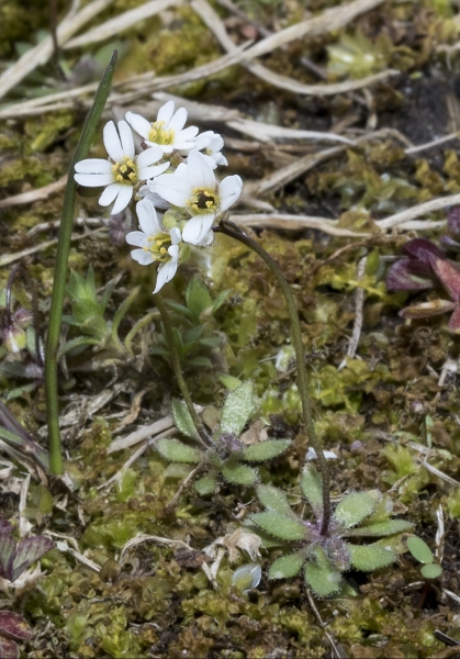 Pflanzenbild gross Frühlings-Hungerblümchen - Erophila verna aggr.