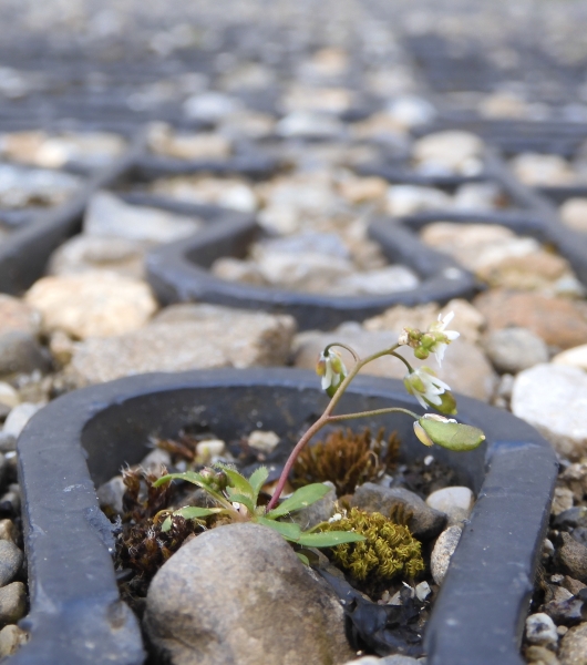 Pflanzenbild gross Frühlings-Hungerblümchen - Erophila verna aggr.
