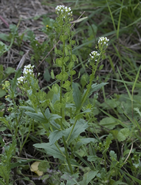 Pflanzenbild gross Acker-Täschelkraut - Thlaspi arvense