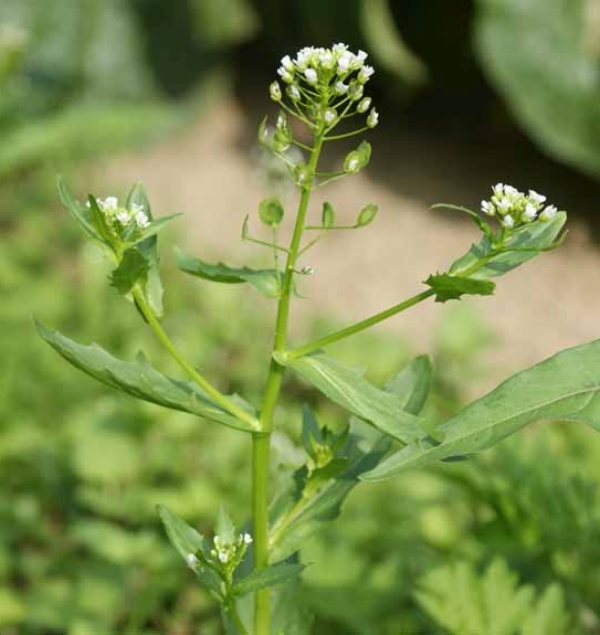 Pflanzenbild gross Acker-Täschelkraut - Thlaspi arvense