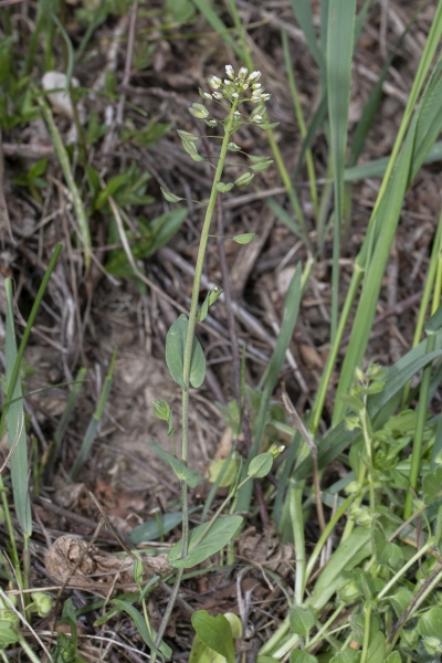 Pflanzenbild gross Stängelumfassendes Täschelkraut - Thlaspi perfoliatum