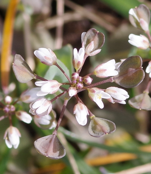 Pflanzenbild gross Stängelumfassendes Täschelkraut - Thlaspi perfoliatum