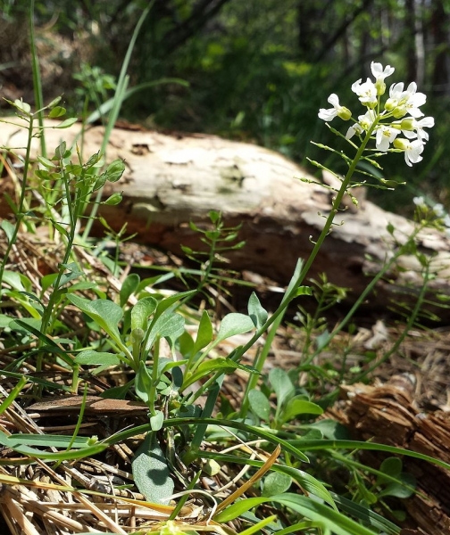 Pflanzenbild gross Berg-Täschelkraut - Thlaspi montanum