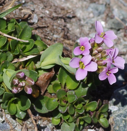 Pflanzenbild gross Doldentraubiges Rundblättriges Täschelkraut - Thlaspi rotundifolium subsp. corymbosum