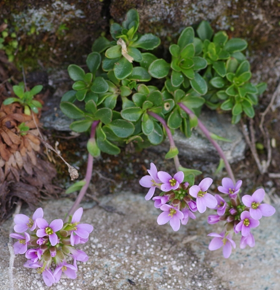 Pflanzenbild gross Doldentraubiges Rundblättriges Täschelkraut - Thlaspi rotundifolium subsp. corymbosum