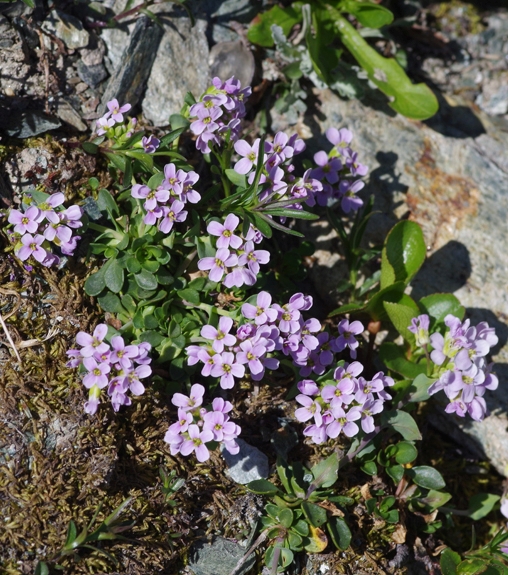 Pflanzenbild gross Doldentraubiges Rundblättriges Täschelkraut - Thlaspi rotundifolium subsp. corymbosum