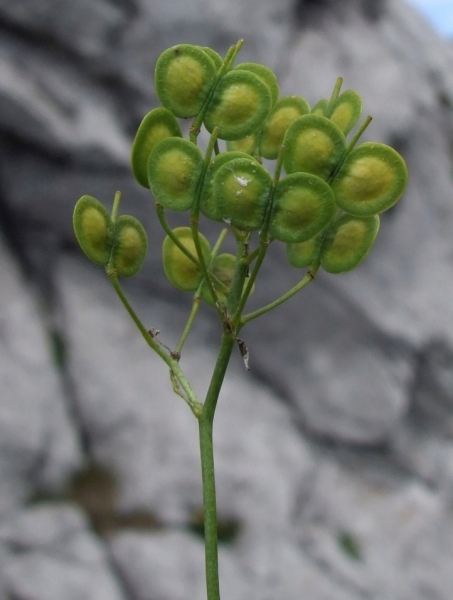 Pflanzenbild gross Glattes Brillenschötchen - Biscutella laevigata