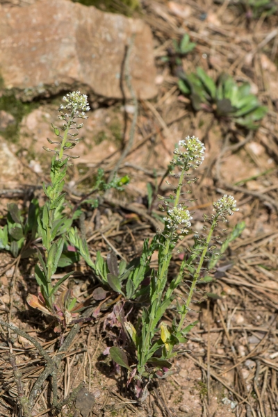 Pflanzenbild gross Feld-Kresse - Lepidium campestre