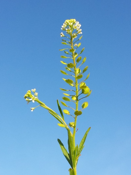 Pflanzenbild gross Virginische Kresse - Lepidium virginicum