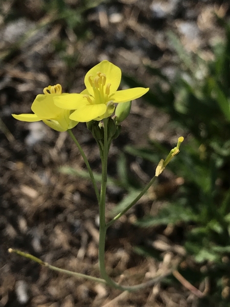 Pflanzenbild gross Schmalblättriger Doppelsame - Diplotaxis tenuifolia