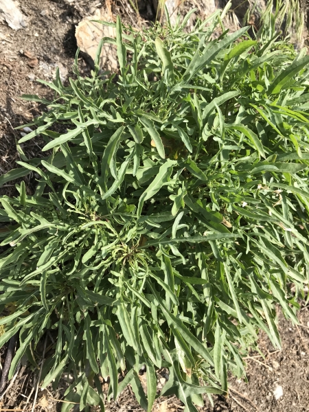 Pflanzenbild gross Schmalblättriger Doppelsame - Diplotaxis tenuifolia
