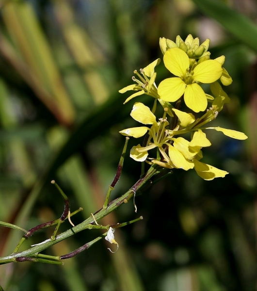Pflanzenbild gross Acker-Senf - Sinapis arvensis
