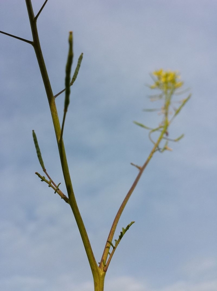 Pflanzenbild gross Brunnenkressenblättrige Rampe - Erucastrum nasturtiifolium