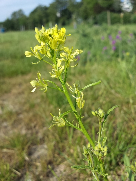 Pflanzenbild gross Brunnenkressenblättrige Rampe - Erucastrum nasturtiifolium