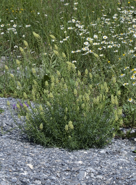 Pflanzenbild gross Gelbe Reseda - Reseda lutea