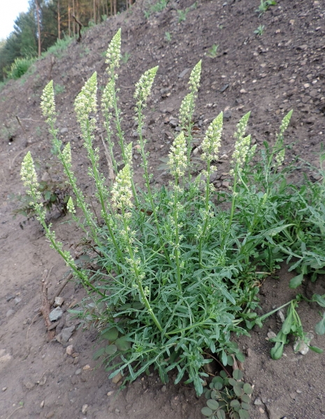 Pflanzenbild gross Gelbe Reseda - Reseda lutea