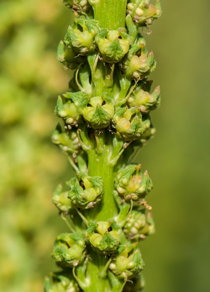 Pflanzenbild gross Färber-Reseda - Reseda luteola